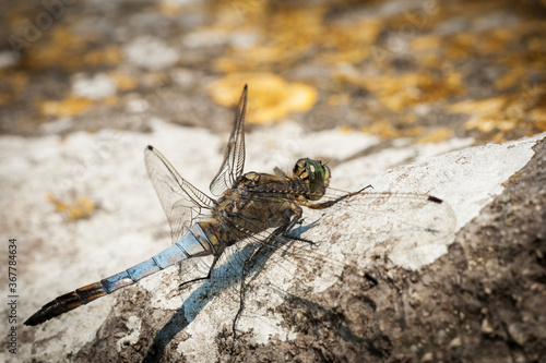 Beautiful demoiselle dragonfly on a rock