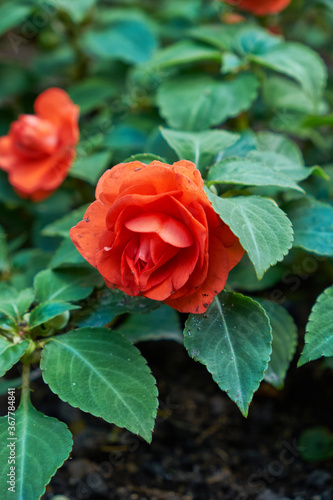 red flowers  natural summer background  blurred image  selective focus