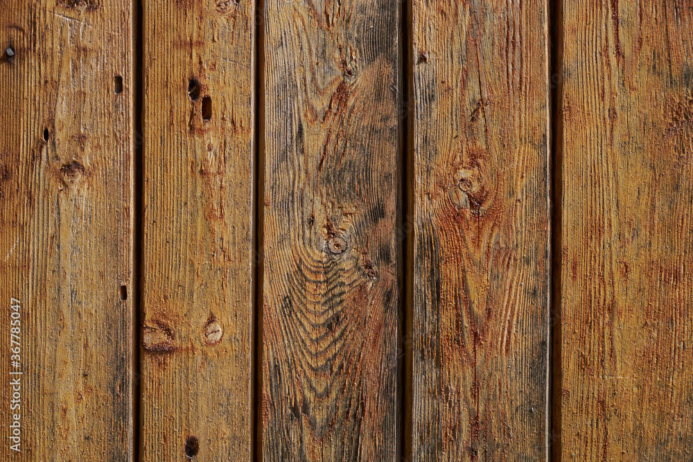 Naklejka premium background texture of an old tree