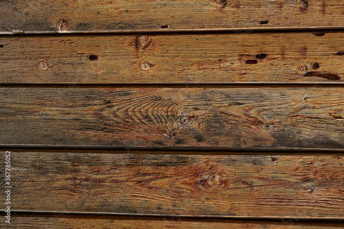 background texture of an old tree