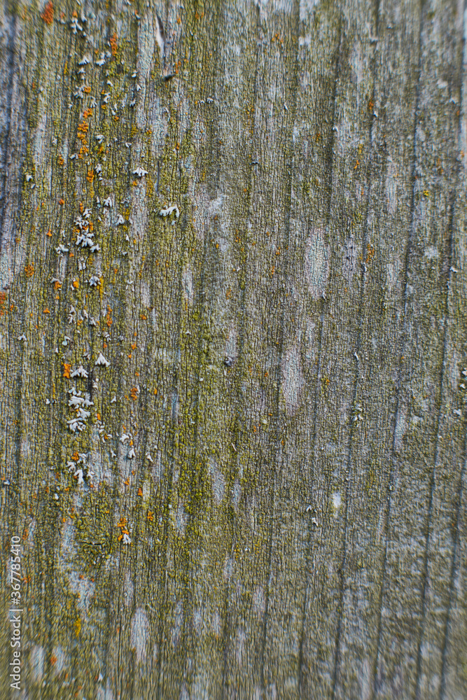 Obraz premium background texture of an old tree