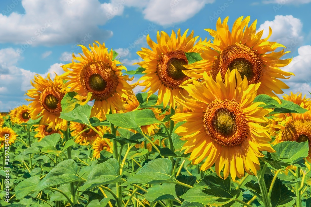 Obraz premium Sunflower field in the summer. Beautiful sunny summer landscape.