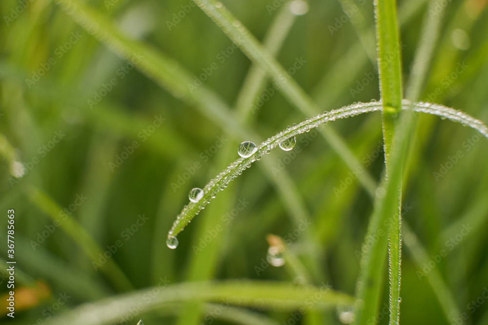 Juicy lush green grass on meadow with drops of water dew in morning light in spring summer outdoors close-up macro, panorama. Beautiful artistic image of purity and freshness of nature, copy space. Juicy lush green grass on meadow with drops of water dew in morning light in spring summer outdoors close-up macro, panorama. Beautiful artistic image of purity and freshness of nature, copy space.