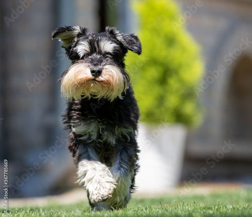Fotografija Dog running in garden