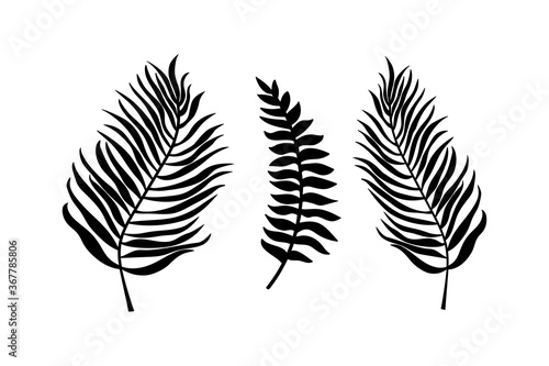 Doodle leaf of palm set icons isolated on white. Stencil leaves. Natutal collection. Vector stock illustration. EPS 10