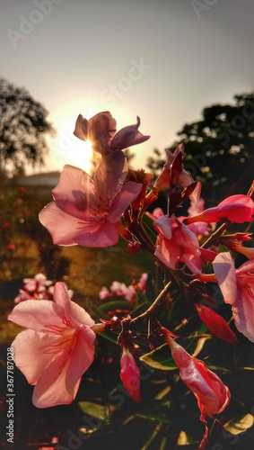 flower and sky