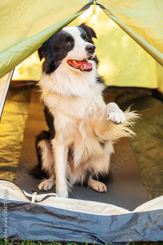 Outdoor portrait of cute funny puppy dog border collie sitting inside in camping tent. Pet travel adventure with dog companion. Guardian and camping protection. Trip tourism concept