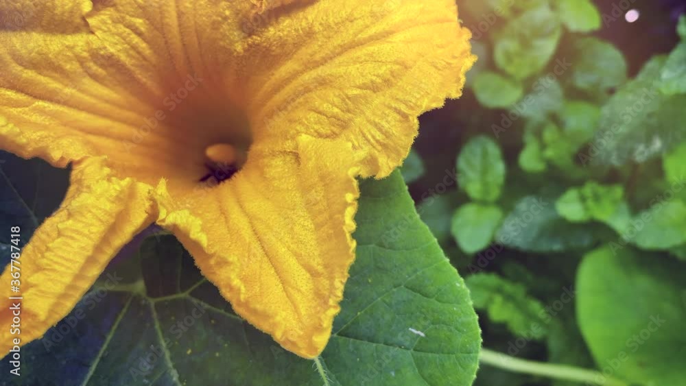Slow motion. Agriculture: Insects Pollinating Pumpkin in a Home Garden. Agricultural Practice. Slow motion. Agriculture: Insects Pollinating Pumpkin in a Home Garden. Agricultural Practice.