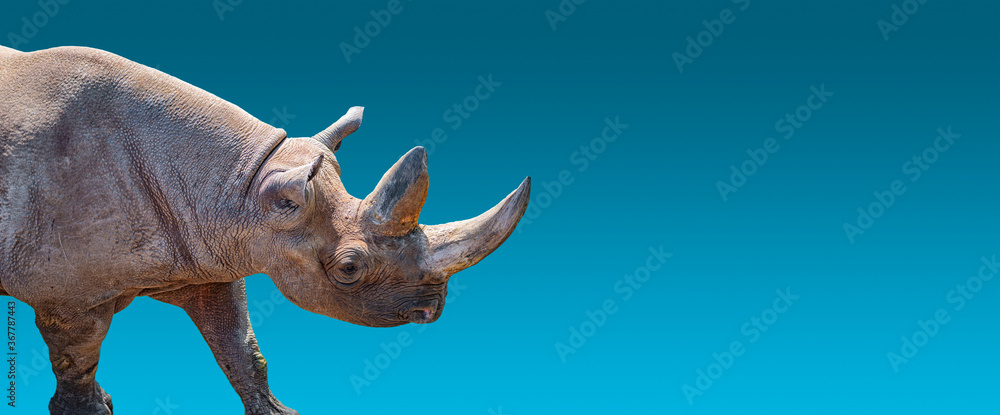 Banner with portrait of huge and powerful African rhino with a big horn at blue gradient background with copy space for text, closeup, details.. Banner with portrait of huge and powerful African rhino with a big horn at blue gradient background with copy space for text, closeup, details..