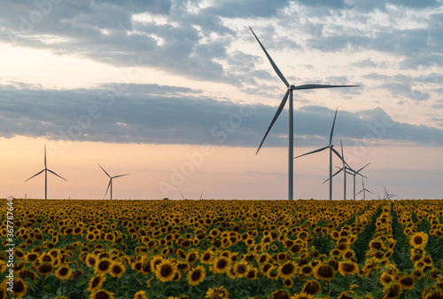 Wind turbines in sunflower field