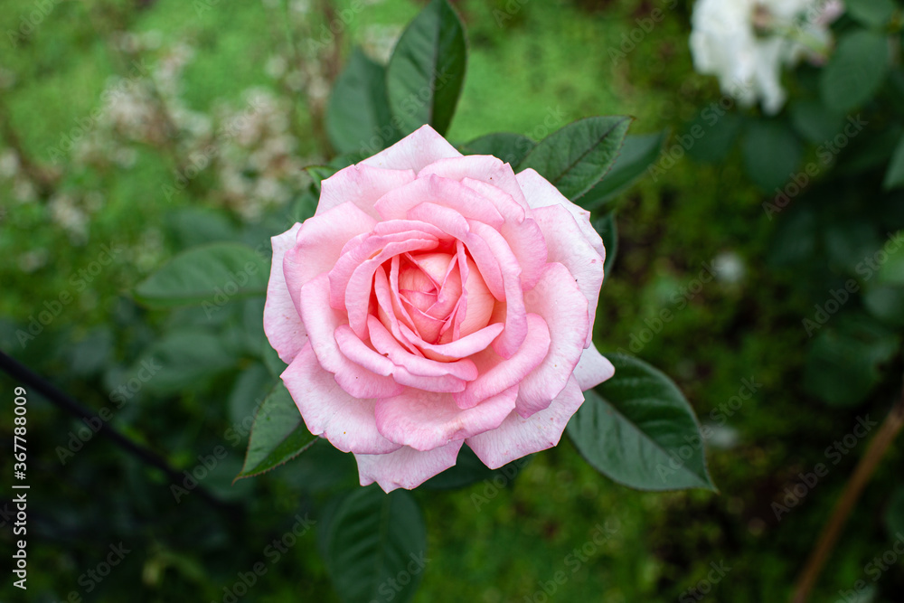 Single pink rose flower in day light in rose garden