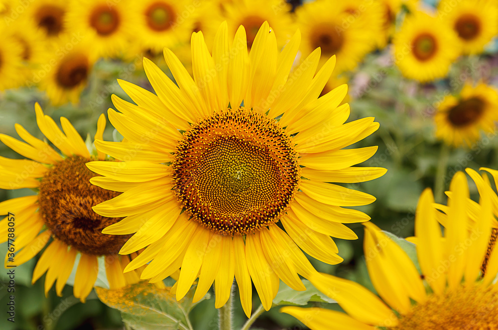 Sunflower blooming in the garden. background
Sunflower blooming in the garden. background