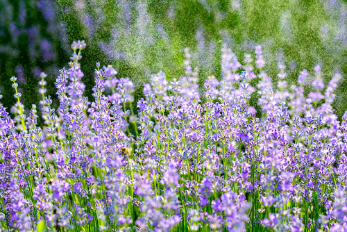 Fototapeta Naklejka Na Ścianę i Meble -  purple lavender and lavender flowers on the green plain on a beautiful summer day