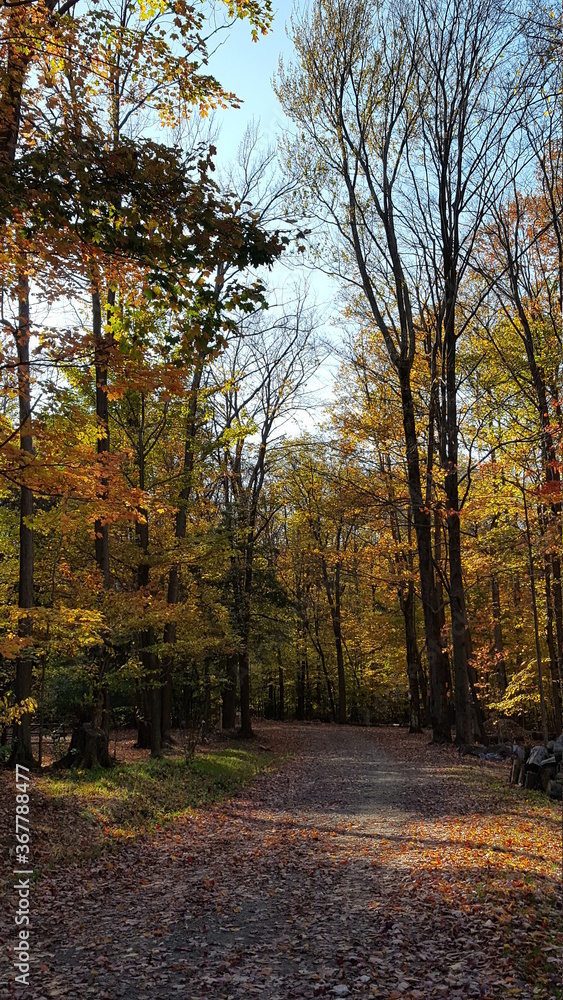 Obraz premium autumn in the park