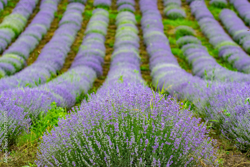 purple lavender and lavender flowers on the green plain on a beautiful summer day