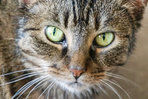 Cat head shot close up © Diane