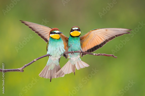 Two european bee-eater, merops apiaster, sitting on bough in summer. Pair of colorful birds resting on branch with spread wings. Beautiful animal couple landing on twig with blurred background.