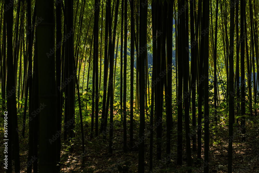 Obraz premium Beautiful deep bamboo tree forest