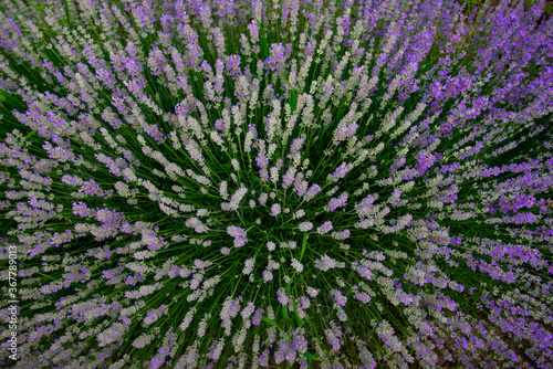 purple lavender and lavender flowers on the green plain on a beautiful summer day