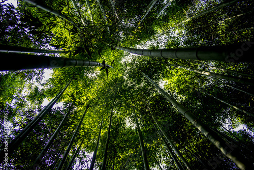 Beautiful deep bamboo tree forest