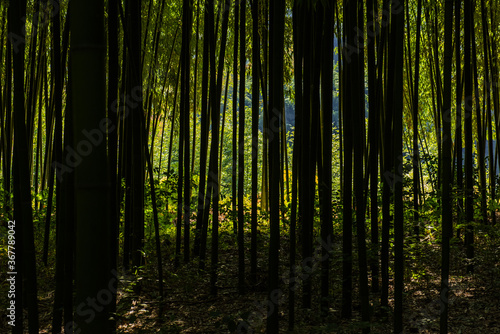 Beautiful deep bamboo tree forest