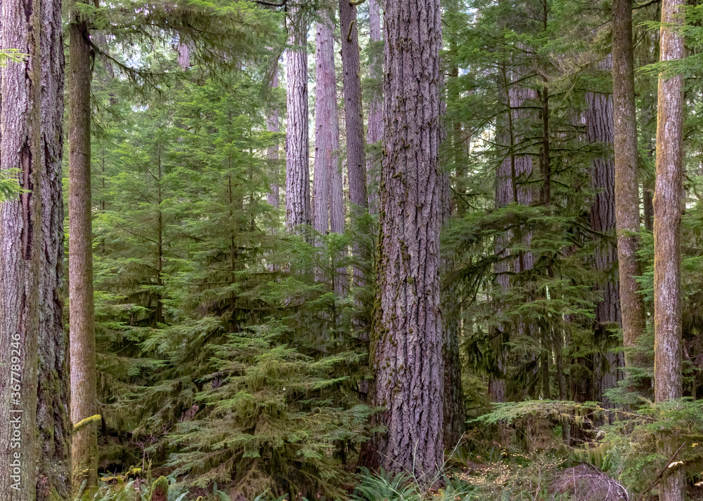 Obraz premium trees in the forest Cathedral Grove BC