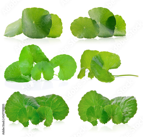 Centella asiatica isolated on white background photo