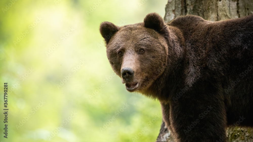 Alert brown bear, ursus arctos, looking to the camera in forest. Wild mammal with brown fur standing in woodland in summer. Big animal watching from close up. Alert brown bear, ursus arctos, looking to the camera in forest. Wild mammal with brown fur standing in woodland in summer. Big animal watching from close up.