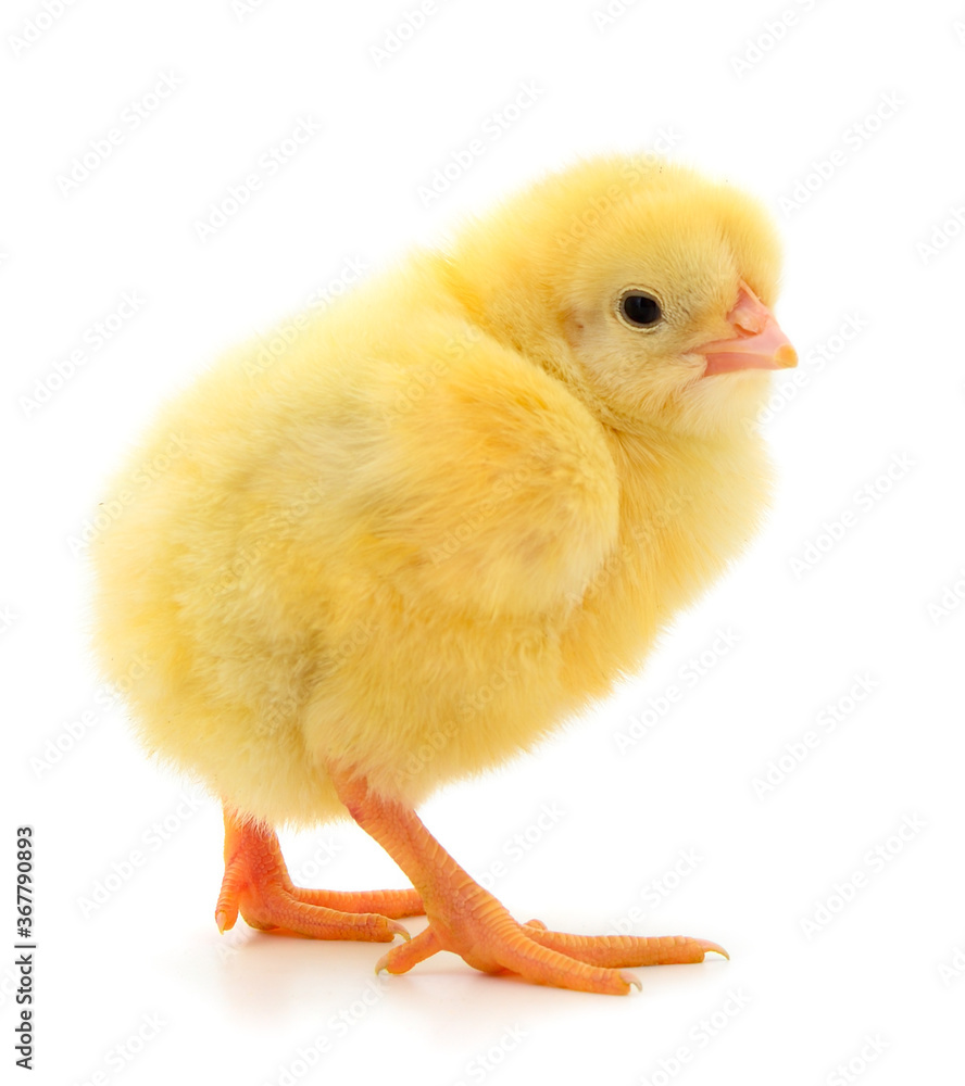 Little chicken isolated. Little chicken isolated.