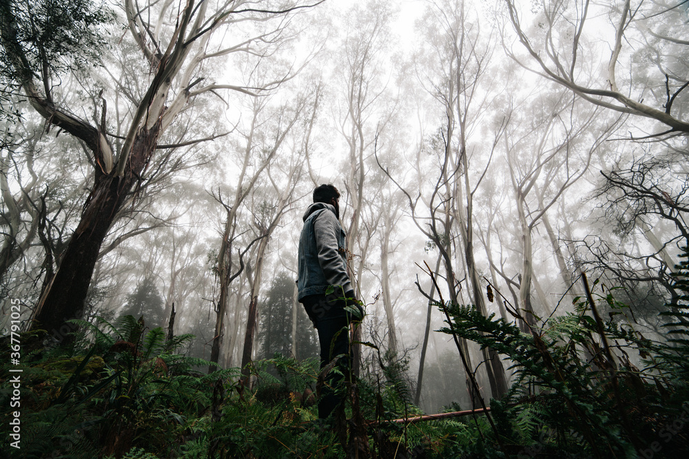 Foggy day in the wild