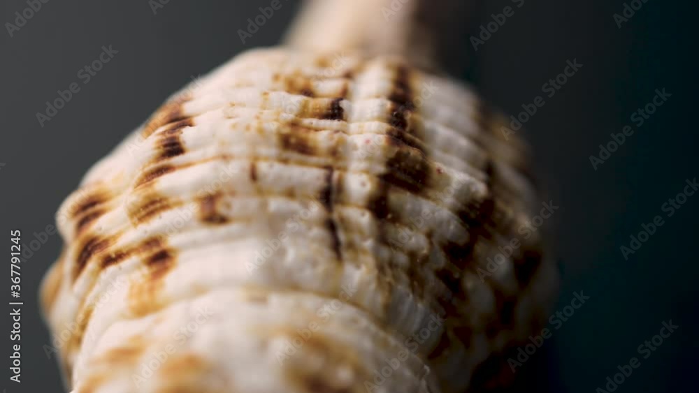 shells of sea molluscs spinning on a dark surface Stock Video | Adobe Stock