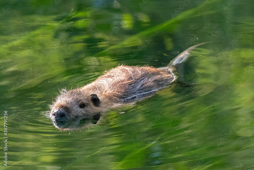 coypu swimming in a river in the South of France coypu swimming in a river in the South of France