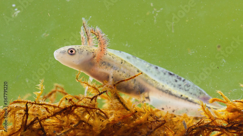 Obraz na płótnie Danube crested newt, triturus dobrogicus, larva swimming in wetland from close up. Immature amphibian floating in marsh under the water. Wild patterned animal looking on kelp. w salonie