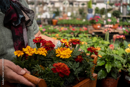 Close up view of senior woman's hands while enjoying shopping in the nursery. She holds in the hands a basket full of flowering plants