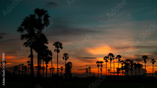 Silhouette Palm Tree At Sunset