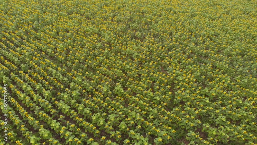 Aerial view over a sunflower field