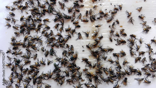 Swarm of flies was traped. © Miis Maew