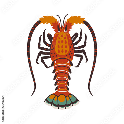 Spiny lobster, langouste or lobster or with long antennae and without claws.