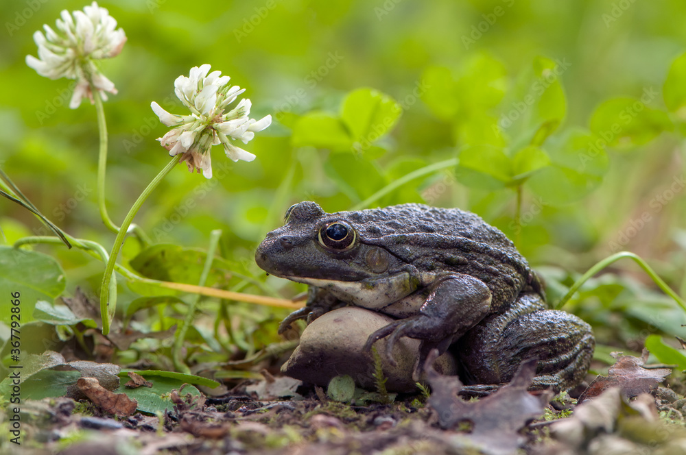 Obraz premium a large frog in the grass on a summer day