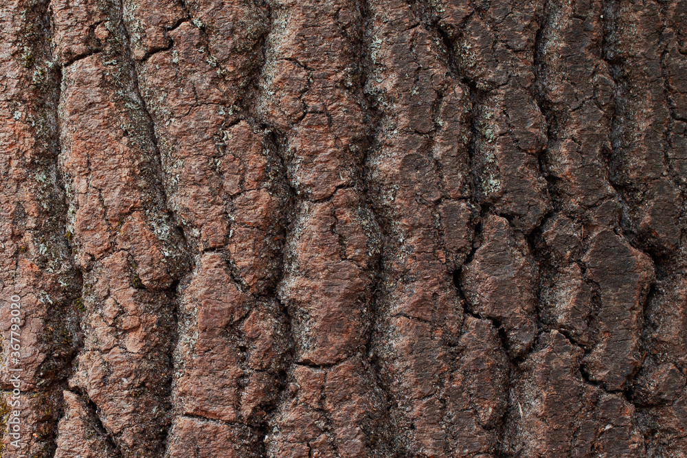 rough texture of tree bark close up rough texture of tree bark close up