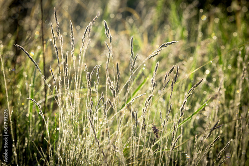 grass in morning dew