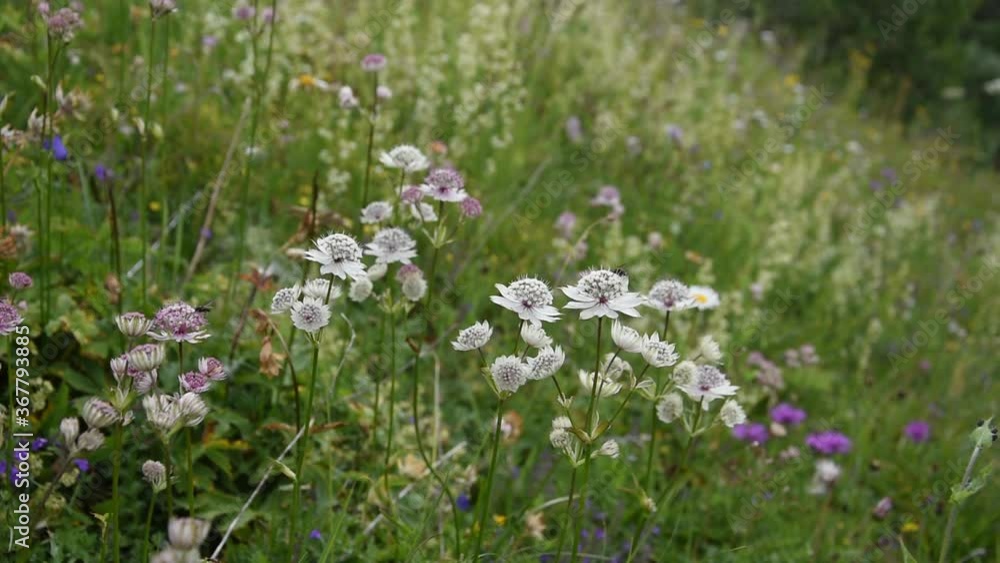 Flowers of Astrantia major swinging in the wind in French Alps Flowers of Astrantia major swinging in the wind in French Alps