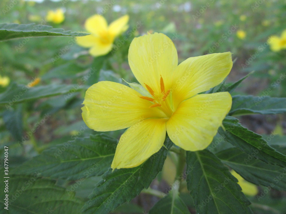 Fototapeta premium yellow flower in the garden