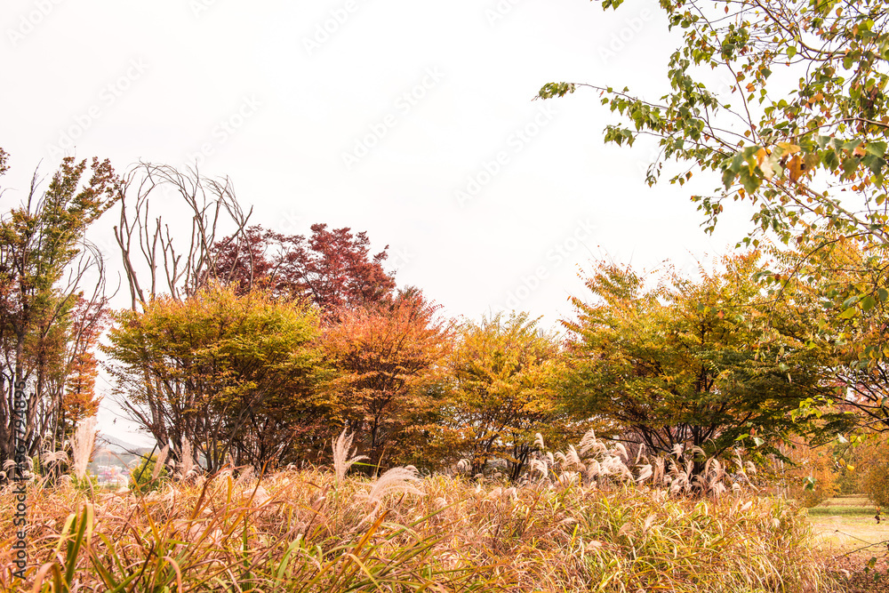 Beautiful leave and tree in a park,yellow,orange, green, red colors and autumn landscape. Beautiful leave and tree in a park,yellow,orange, green, red colors and autumn landscape.