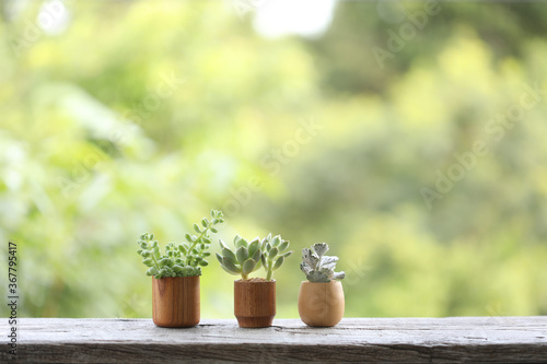 Small cute succulant plants in brown wooden pot  © paladin1212