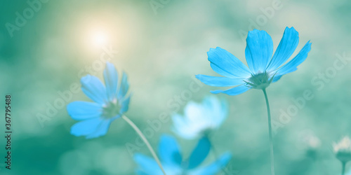 Beautiful blue flowers on blurred pastel green background in sunlight, banner. Cosmos flower. Soft selective focus.