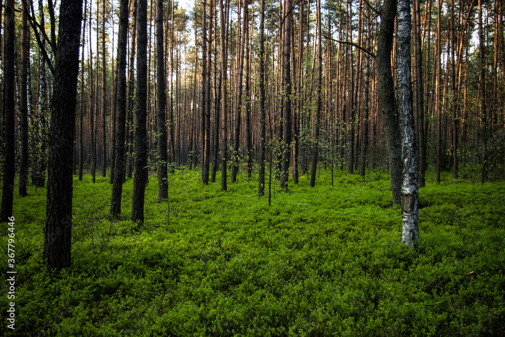 Naklejka premium Tall high dense and slim trees in the bright, sunny woods / forest with green bushes and forest litter and sky on the background