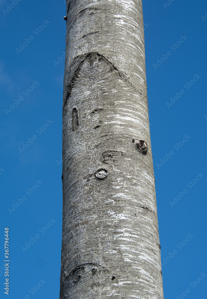 a beech stem on a blue sky background