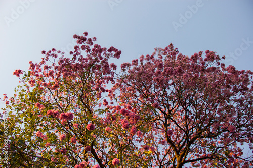 Ipe pink, traditional Brazilian tree. Widely used in urban landscaping. photo