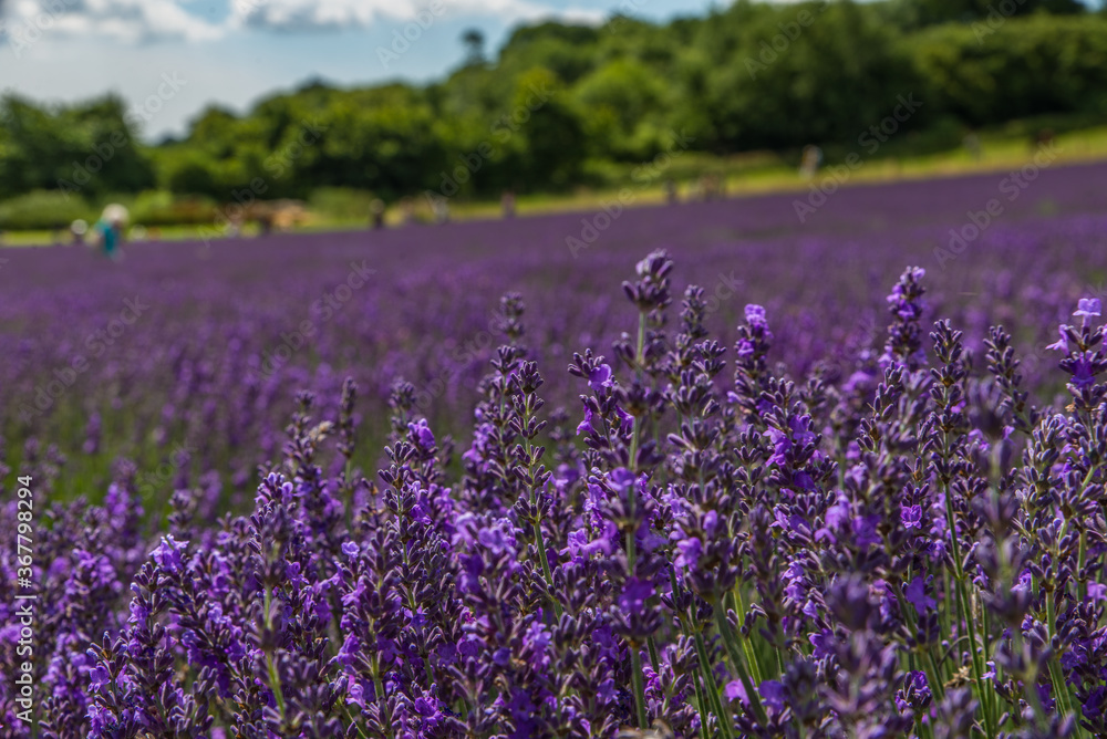 Obraz premium Field of purple Lavender 